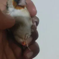 سهره اصیل استان فارسی جوجه قفس