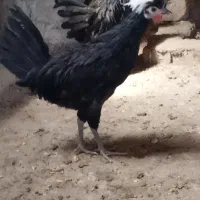 نیمچه مرغ