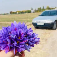 فروش گل زعفران احمدی|خوردنی و آشامیدنی|مرند, |دیوار