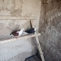 کبوتر تهرانی|پرنده|شبستر, |دیوار