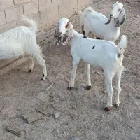 گوسفندان فروشی