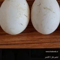 تخم غاز خوراکی