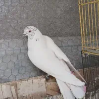 کفتر کله برنجی نر با هوش