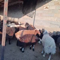 فروشی|حیوانات مزرعه|سروستان, |دیوار