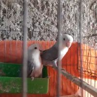 طوطی برزیلی