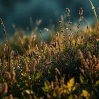پرنده ای پیدا شده