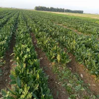 فروش سبزی خورشتی خام و تازه تحویل درب منزل رایگان|خوردنی و آشامیدنی|اندیمشک, |دیوار