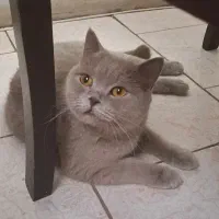 گربه بریتیش ماده