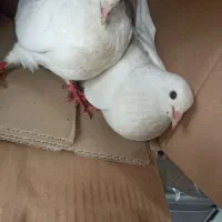 کبوتر جفت اصل و نسب دار