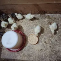 تخم بوقلمون