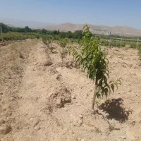 باغ کمالوند معاوضه با آپارتمان