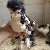 جوجه سلطان