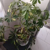 دیفن باخیا و شفلرا|گل و گیاه طبیعی|محمدشهر, شهرک چمران|دیوار