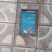 قفس پرنده