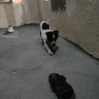 واگذاری یک قلاده سگ