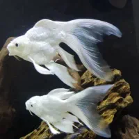 چهار عدد کوی پلاتینیوم سوپر باله ژاپنی وارداتی