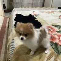 توله پامر خرسی|سگ|گرگان, |دیوار