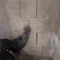 خروس دورگه ایام