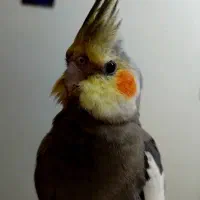 گمشده عروس هلندی