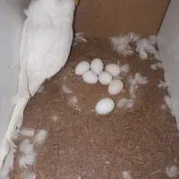 مرغ عشق پروانه ای|پرنده|میانه, |دیوار