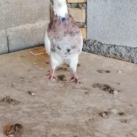 طوقی|پرنده|گتوند, |دیوار