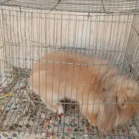 خرگوش مینی لوپ اصلی|موش و خرگوش|شوشتر, |دیوار