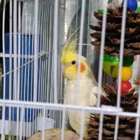 عروس هلندی|پرنده|فردیس, نسترن غربی|دیوار