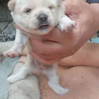 سگ ماده شیتزو