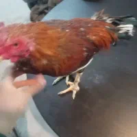 خروس معامله با مرغ