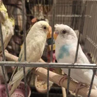 مرغ عشق جفت نر ماده توخم و جوجه میزارن