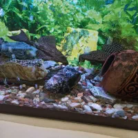 اکواریوم شرکتی ۱متری