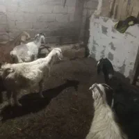 بز جوان|حیوانات مزرعه|اردبیل, |دیوار