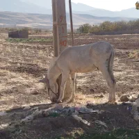 نر الاغ|حیوانات مزرعه|قزوین, |دیوار