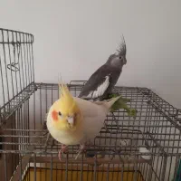 عروس هلندی مولد