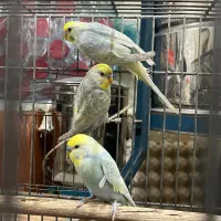 مرغ عشق رینبو و پروانه ای و طوطی کوتوله برزیلی|پرنده|قائم‌شهر, |دیوار