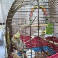 جفت عروس هلندی