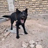 سگ ژرمن بلک گیرنده|سگ|کرمان, |دیوار