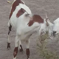 فروش فوری سه تا چپشت چاق