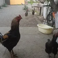 خروس لاری اصیل