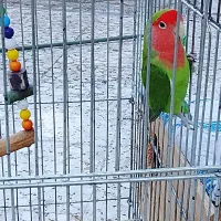 فروش یک عدد طوطی برزیلی|پرنده|آمل, |دیوار