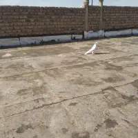 ۲تاسسلی اچیخ|پرنده|ارومیه, |دیوار