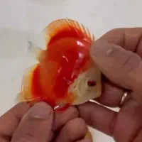 سالندار ماهی دیسکس با قیمت استثنایی