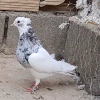 طوقی|پرنده|دهدشت, |دیوار