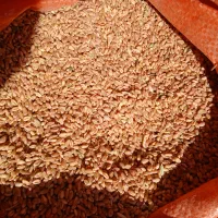 گندم بذری|خدمات باغبانی و درختکاری|بروجرد, |دیوار