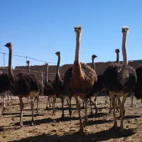 شترمرغ پرواری