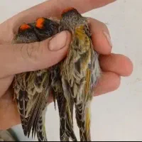 گلبسر نر|پرنده|فسا, |دیوار