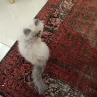 واگذاری گربه ماده پرشین