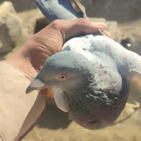 500|پرنده|هامون, |دیوار