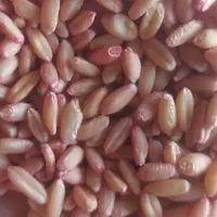 گندم بذری بوجاری شده