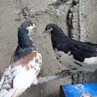 نروماده راست افشون